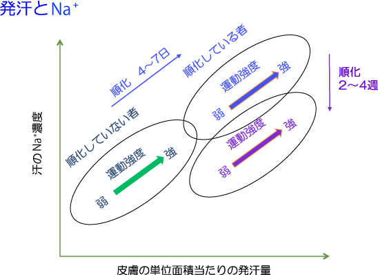 発汗量と汗に含まれるナトリウムイオン濃度の関係と順化の影響