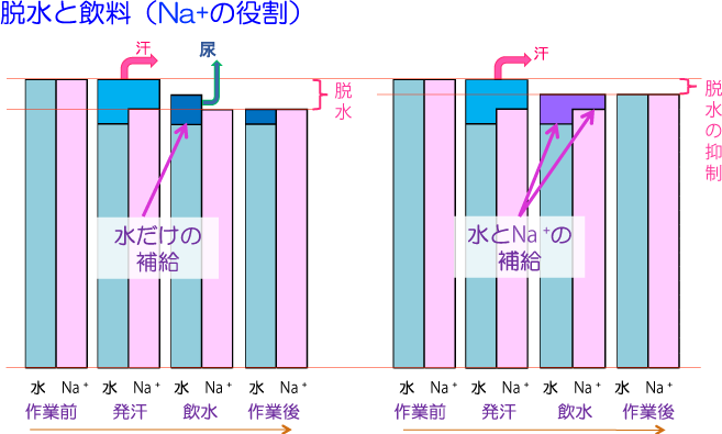 発汗による脱水と水分補給